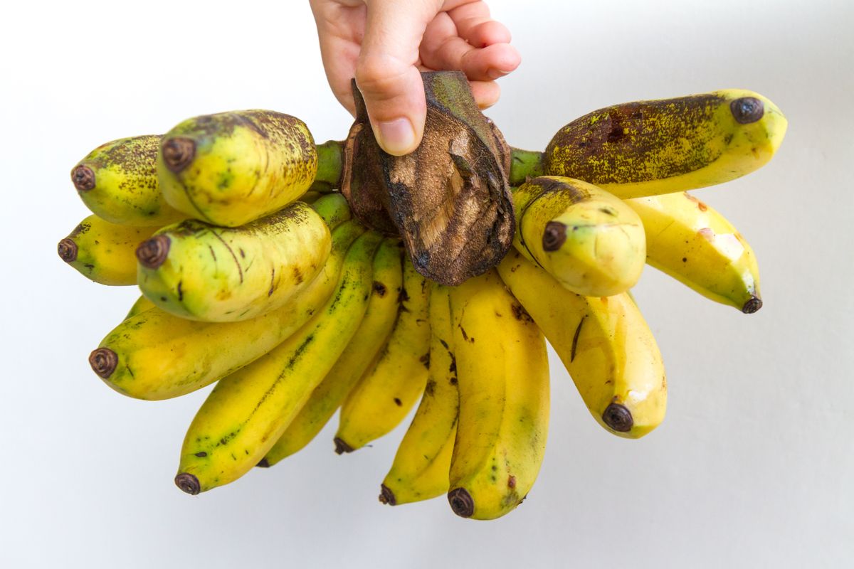 "Gros Michel" banāni.