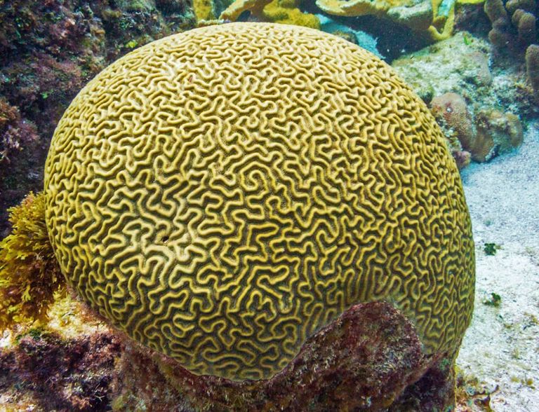 Elemendid, millest saar ehitatakse, hakkavad paiknema korallimustrit meenutavalt. Korallid kaitsevad linna ookeanilainete eest.