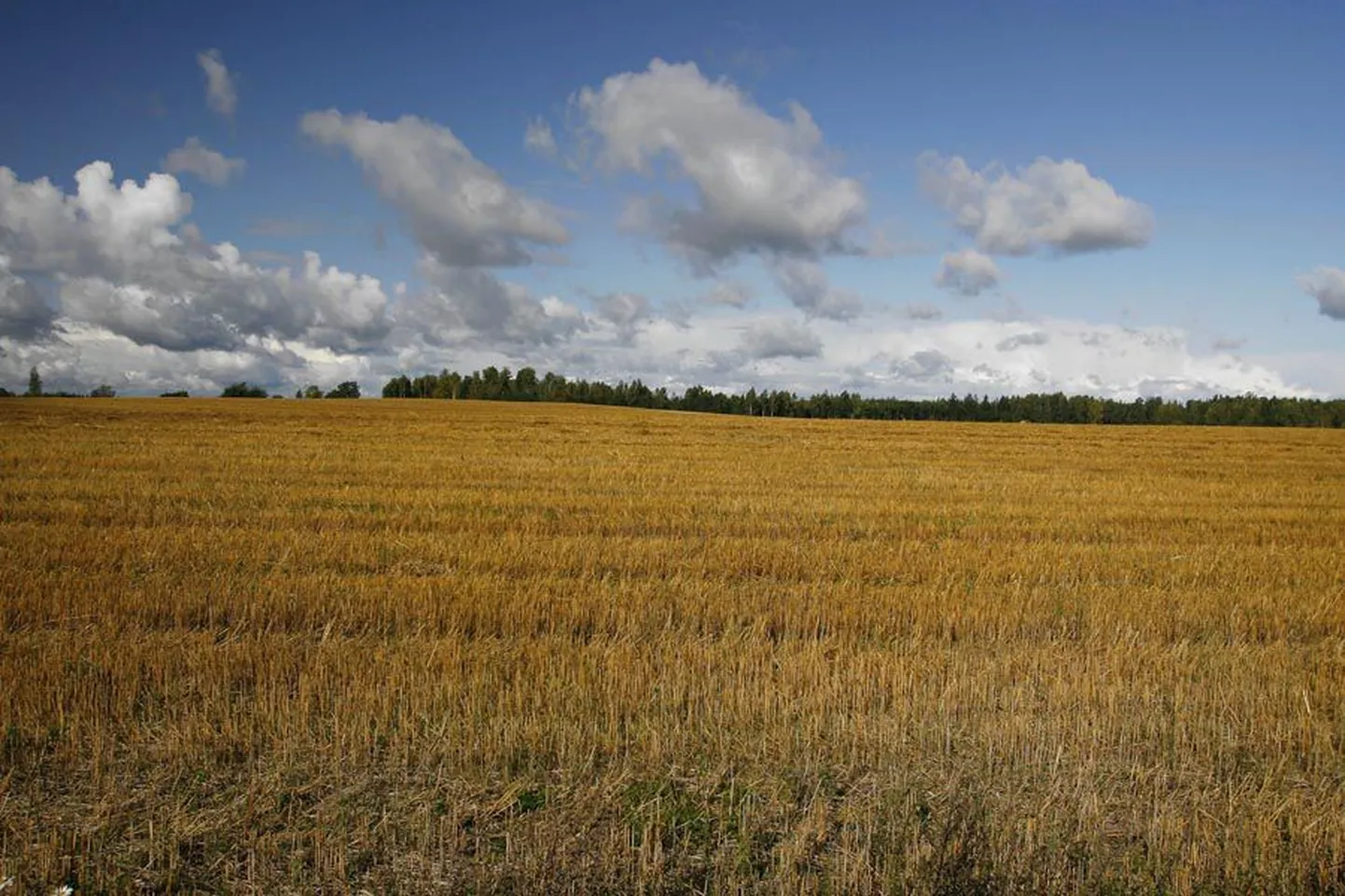 Eestlastele makstakse teraviljapõllu hektari eest toetust 3,2 korda vähem kui taanlastele, kellel looduslikud tingimused viljakasvatuseks on paremad kui meil.