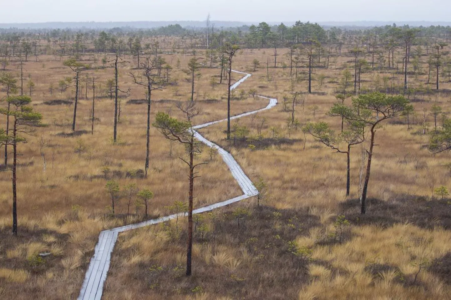 Eesti sood tekkisid pärast viimast jääaega. Seega on nende vanus umbes 10 000 aastat.