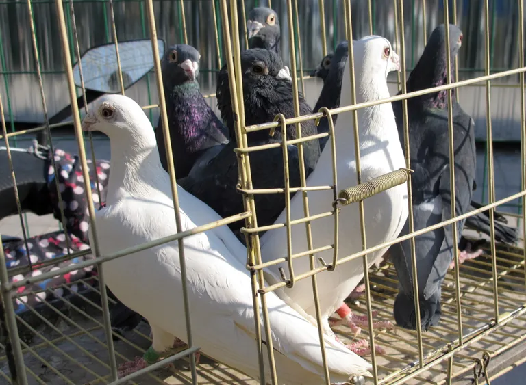 Võidulendamistuvid Hiinas Pekingis 2017 enne võistlust