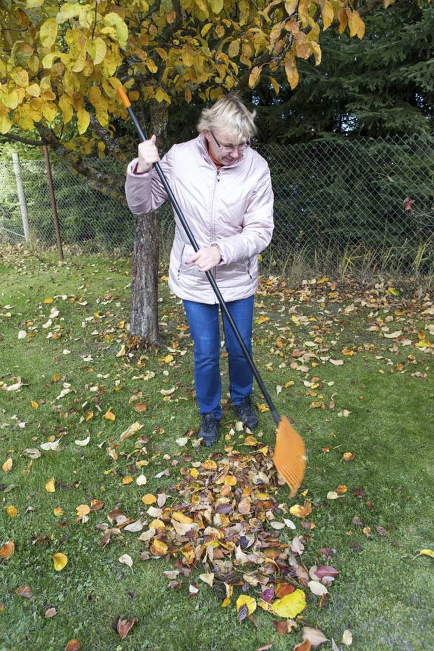 Aide Vendla sõnul ei tohiks lehti sügisel õunapuude alla peenardele vedelema jätta, sest talvel moodustavad need justkui tugeva vildi, mis kõik elava enda all tapab.