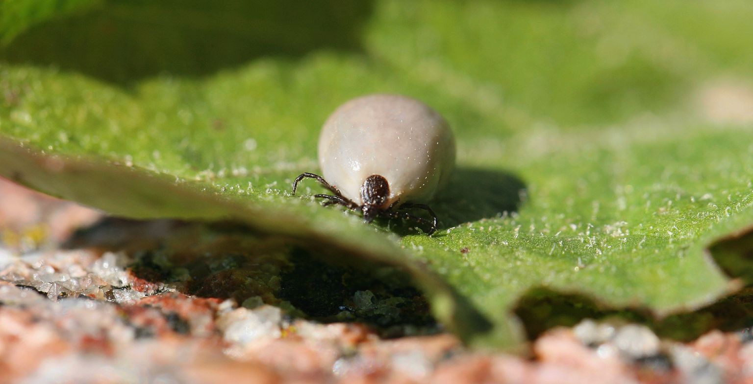 Eestis levinud puugiliikidest on haiguste levitajatena ohtlikud võsapuuk (Ixodes ricinus). Pildil täissöönud puuk.