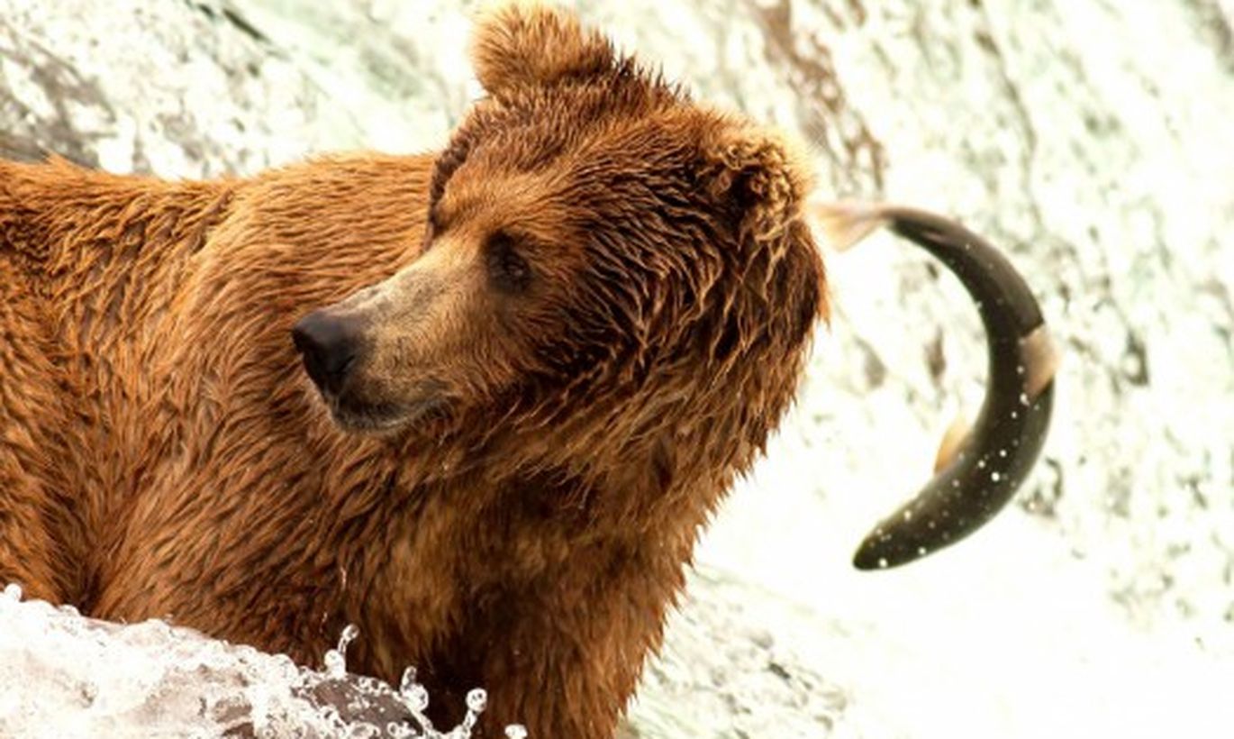 Dabas foto tuvplānā: Brūnais lācis maltītei ķer lašus - Dabas skaistums ...