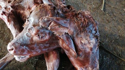 Muuluka farmis sündis haruldane kahe peaga lehmvasikas