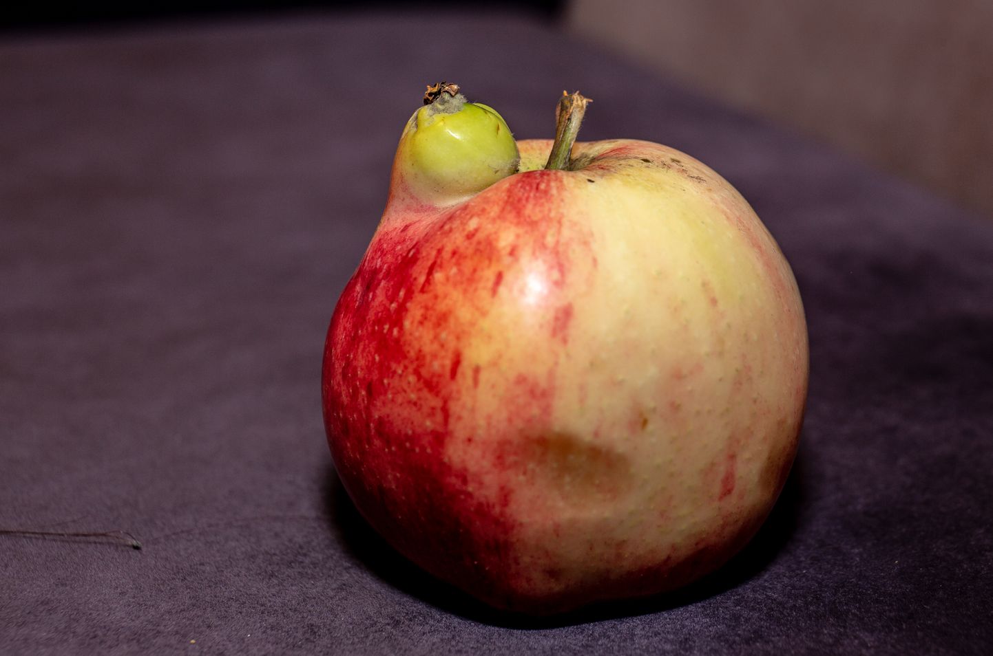 Õun, mis kasvatas endale tillukese kaksiku.
