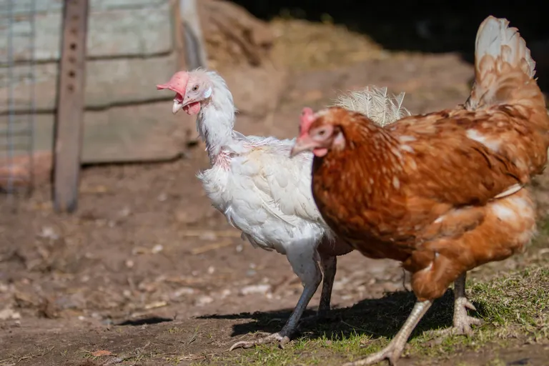 Недавно купленная белая курица выглядит плачевно на фоне коричневой несушки, привыкшей к вольной жизни.