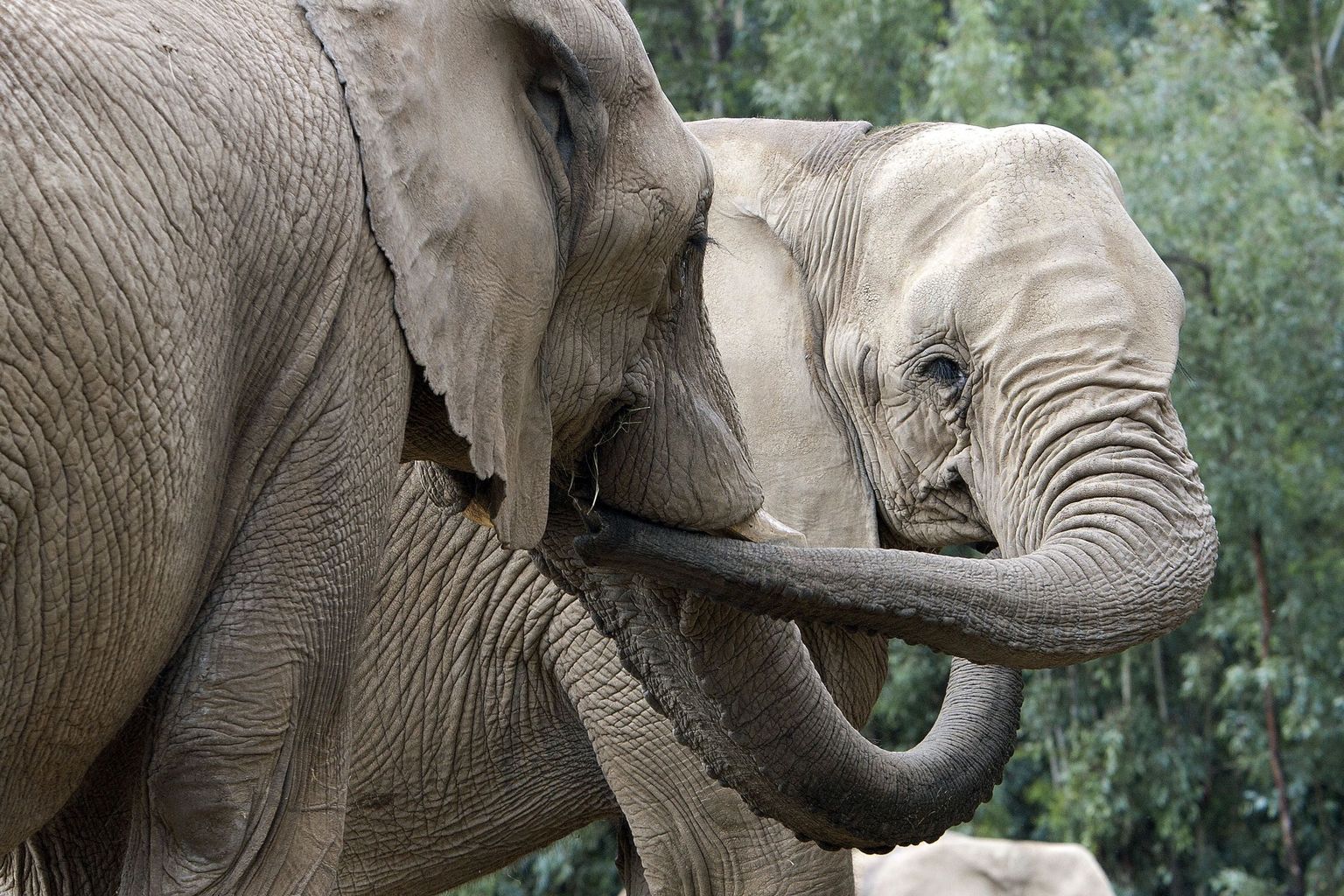 Aafrikas on kaks elevandiliiki