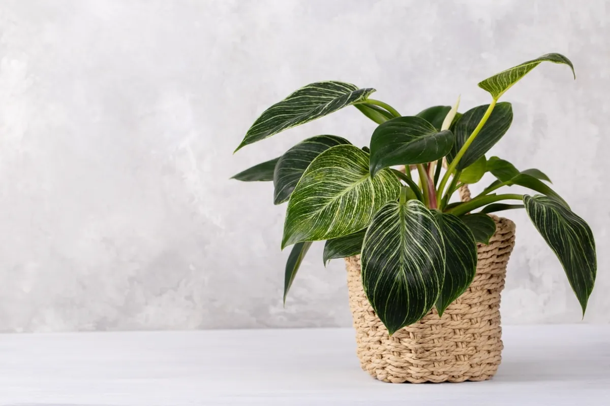 Filodendron.