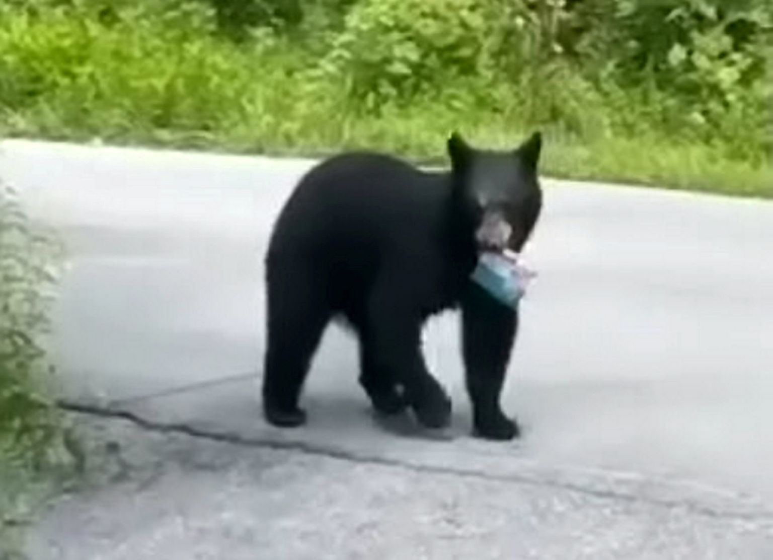 Watch the unbelievable moment a black bear breaks into a car to steal a packet of seeds. See SWNS story SWFSsteal.  Ali Alhassan, 29, was on a well-needed vacation in the Great Smoky Mountains, Tennessee, when he spotted a huge black bear walking out towards his car.  He began filming once he remembered that his car was unlocked but in no way believed the bear could open the door.  Ali, who is a flight attendant from Ferndale, Michigan, unbelievably captured the bear opening his driver's side door and clambering inside for a few seconds before leaving with a packet of ranch-flavoured seeds in its mouth.