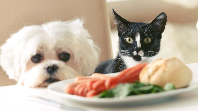 Собака и кошка смотрят на сосики на тарелке, стоящей на обеденном столе