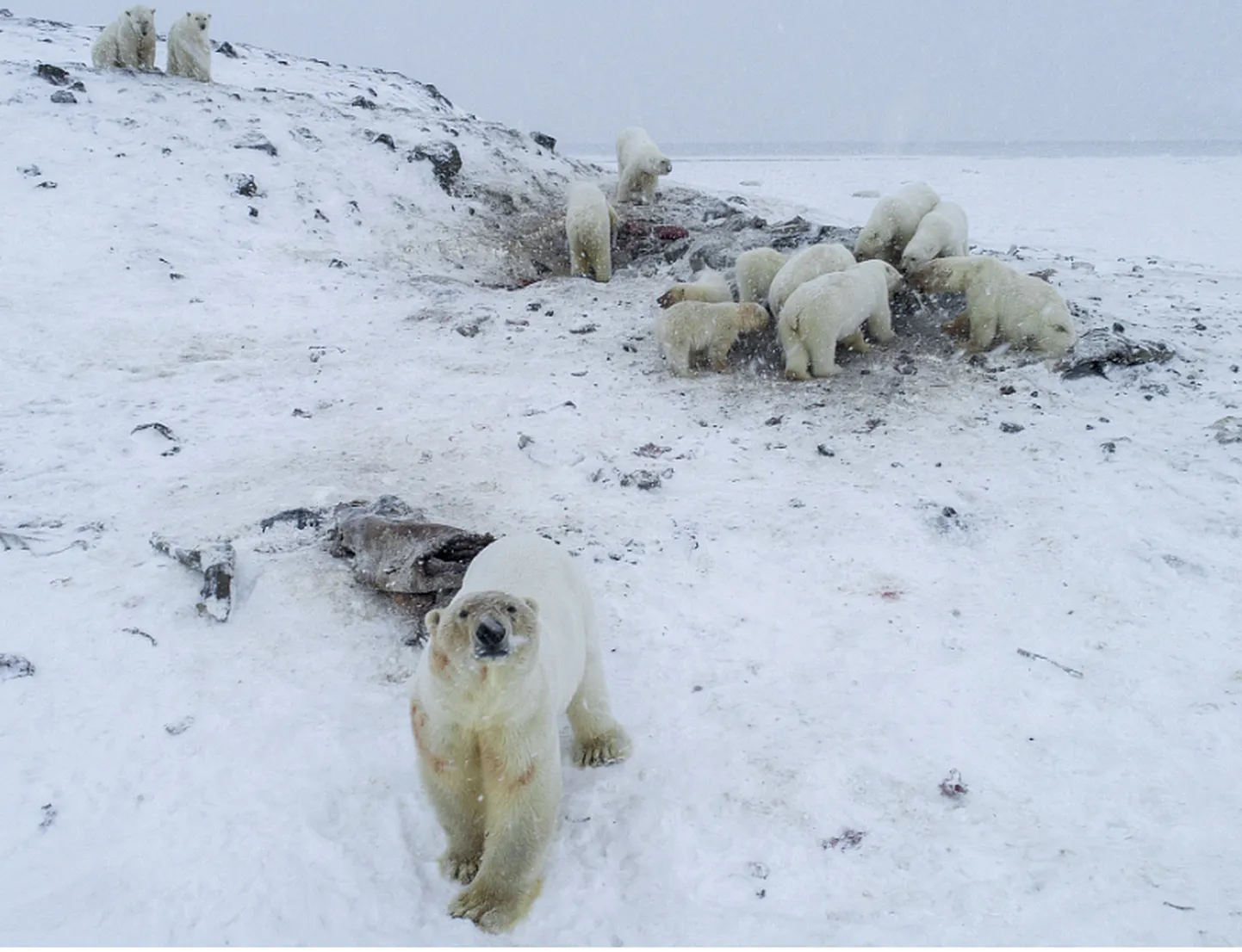 Näljased jääkarud Rõrkaipi külas Tšukotka rajoonis süüa ostimas. Loomad on sunnitud asulatest kõhukinnitust hankima, kuna merejää on liiga õhuke.