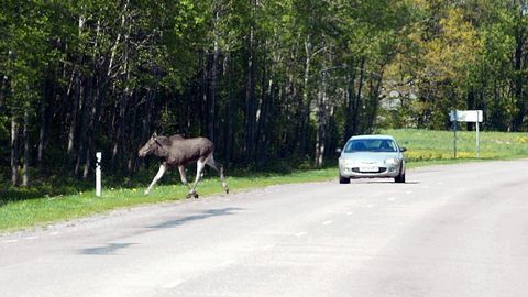 AITA KOOLITAJAT KOOLITADA ⟩ Jaga oma videot teele sattunud metsloomast