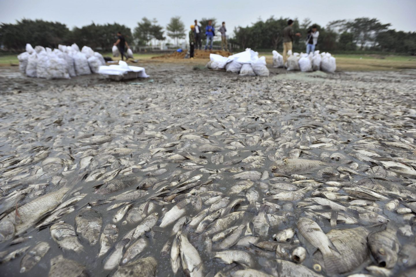 Tuhanded surnud kalad Hiinas.