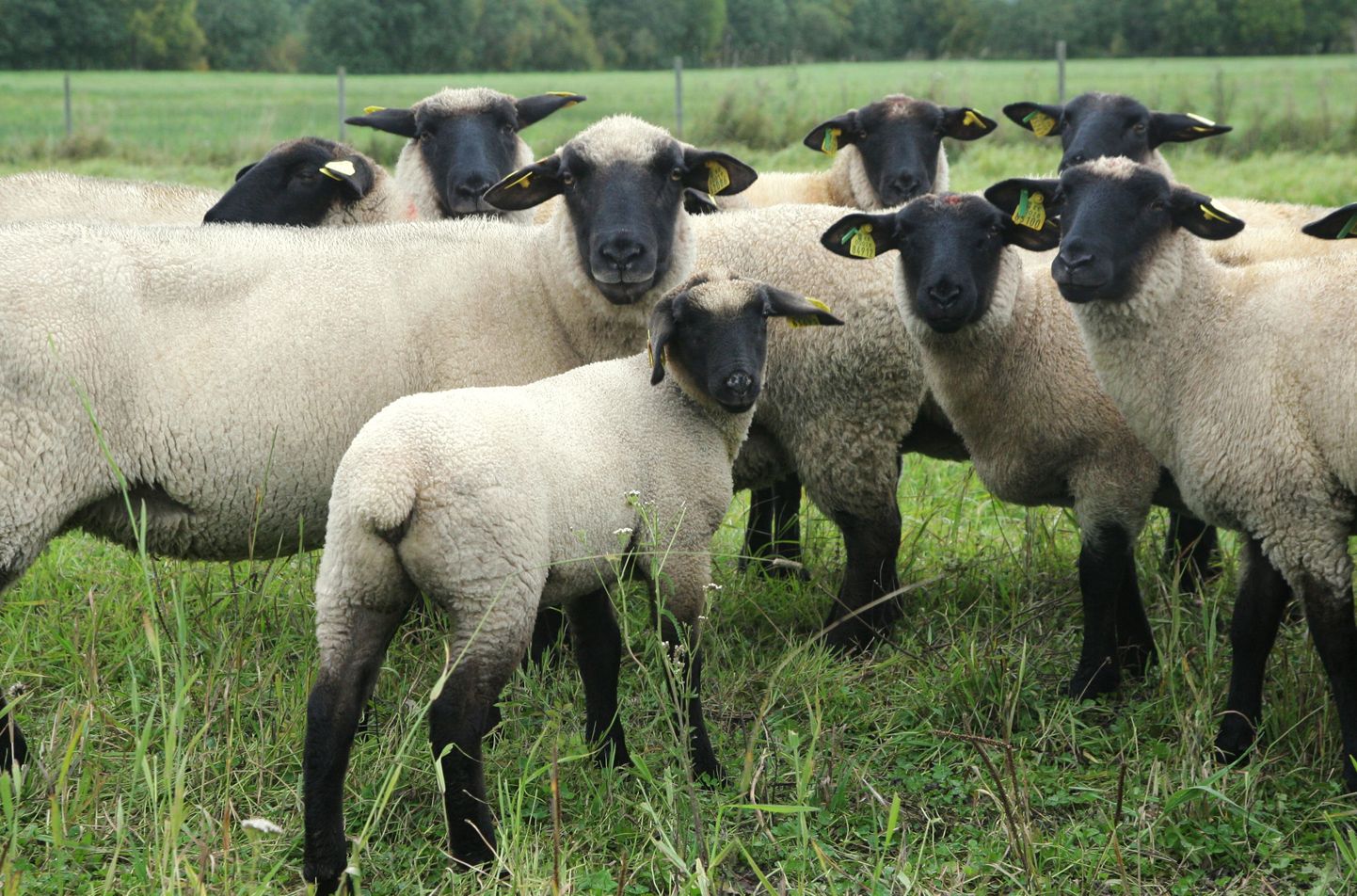 Lambakasvatus on Eestis üks levinumaid loomakasvatuse vorme.