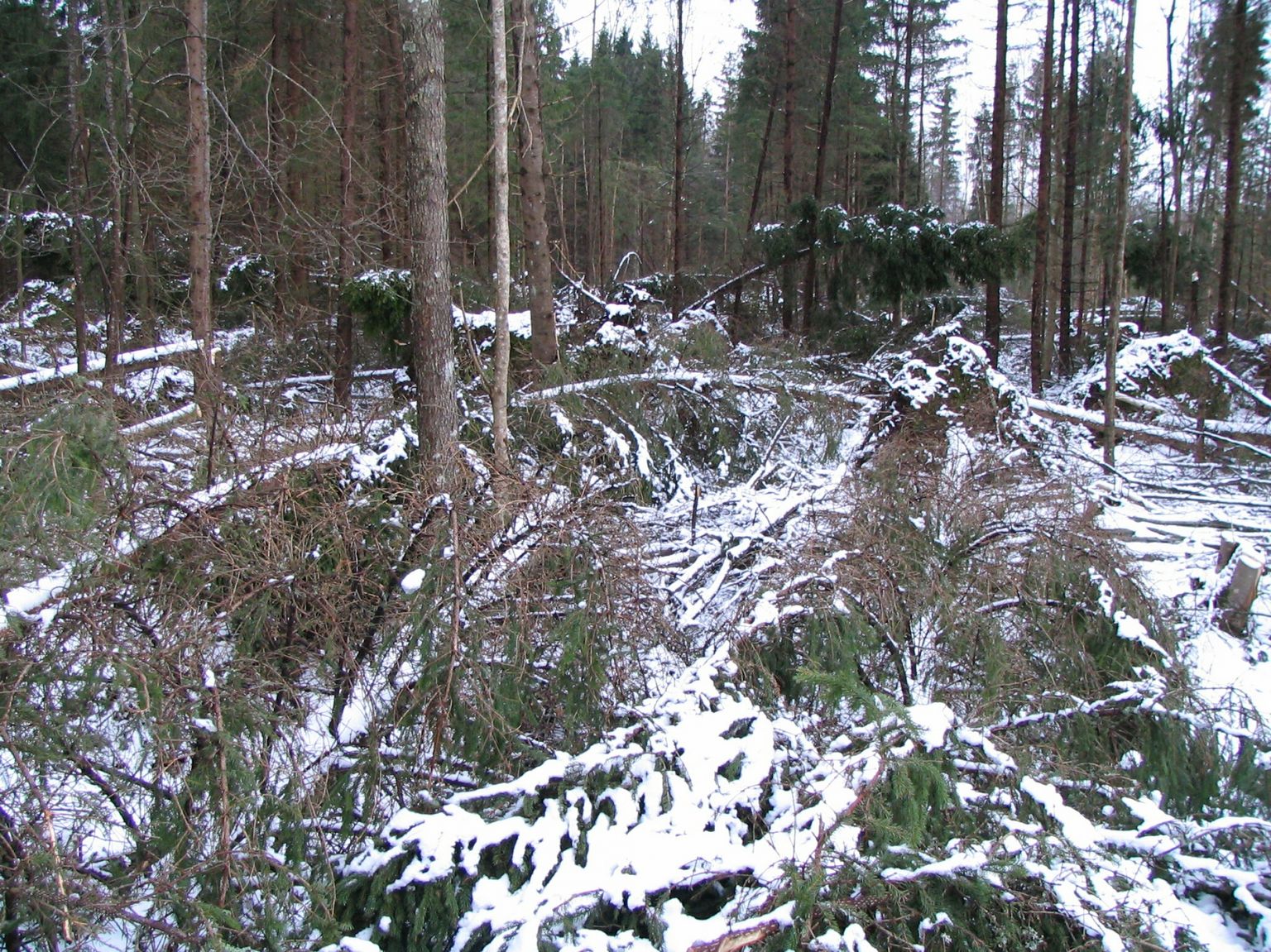Tuulemurd rapib puid enamasti seal, kus mets on jäänud majandamata.