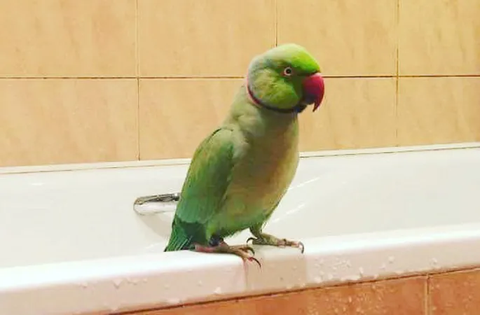 Ретро порно свинг фильмдер