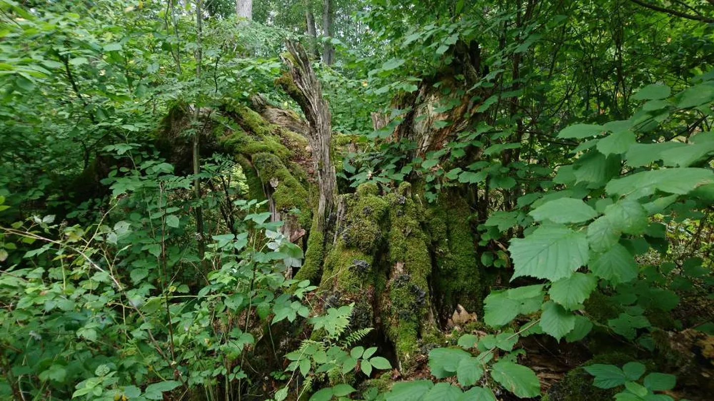 2018. aasta Hiite kuvavõistlusel jagati välja 19 auhinda. Üldarvestuse peaauhinna sai Alari Talve foto „Püha puu kaob oma loomulikku rada“.