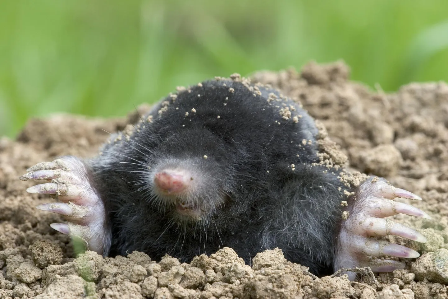 Nüüd kevadel puhastavad mutid oma käike ja ajavad kogunenud mulla taas maapinnale. Aiapidajale see paraku rõõmu ei tee. Shutterstock