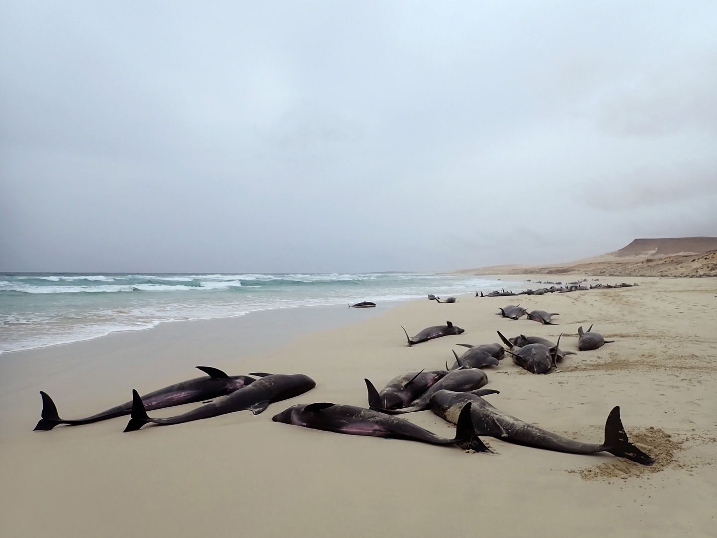 На берег острова Боавишта выбросились более 200 дельфинов