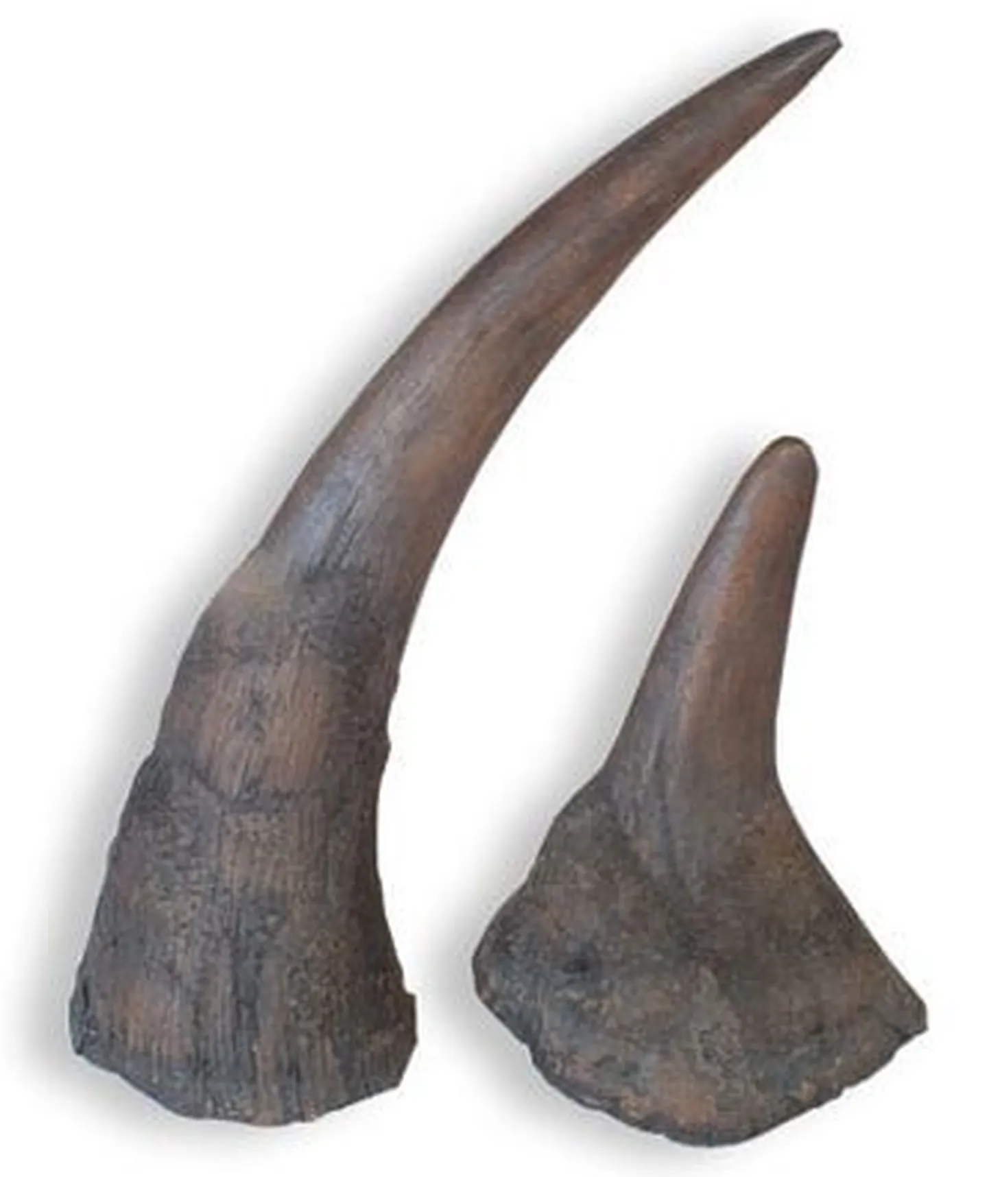 Ninasarviku sarved.