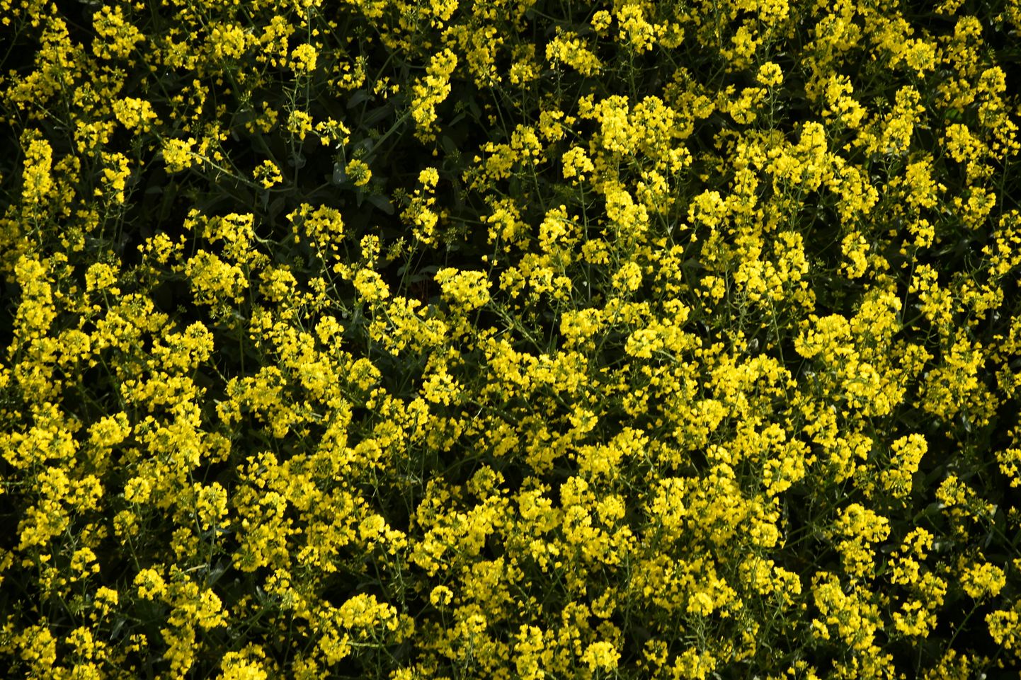Цветущие рапсовые поля в Даугавпилсском крае