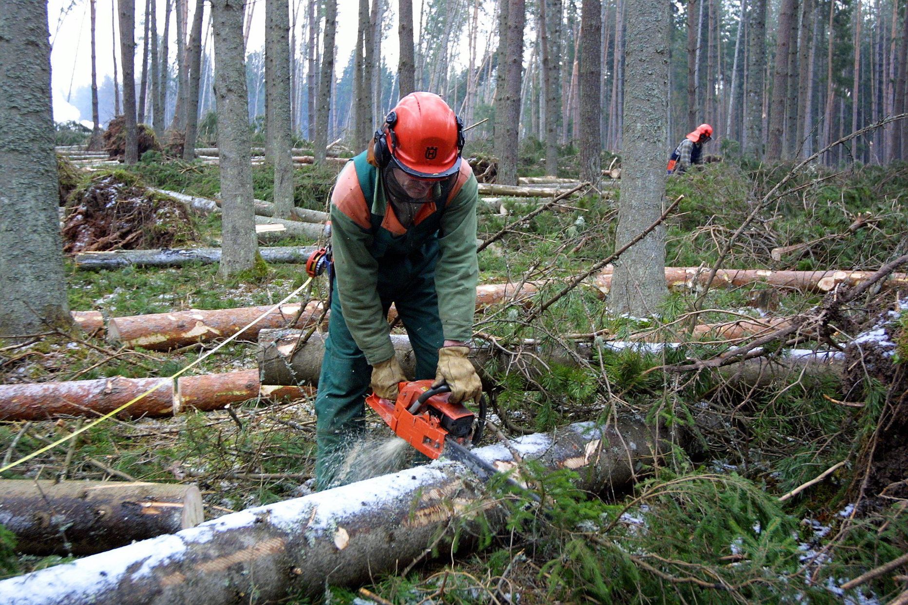 Eesti metsatöölised