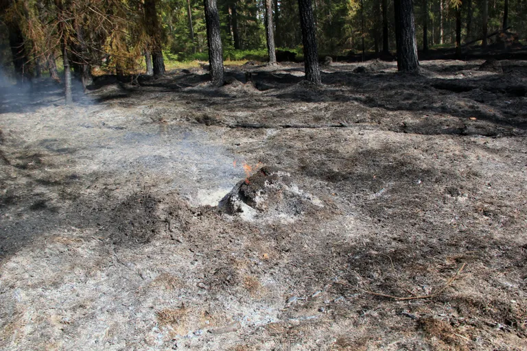 Metsapõleng Hummuli vallas Aitsra külas.