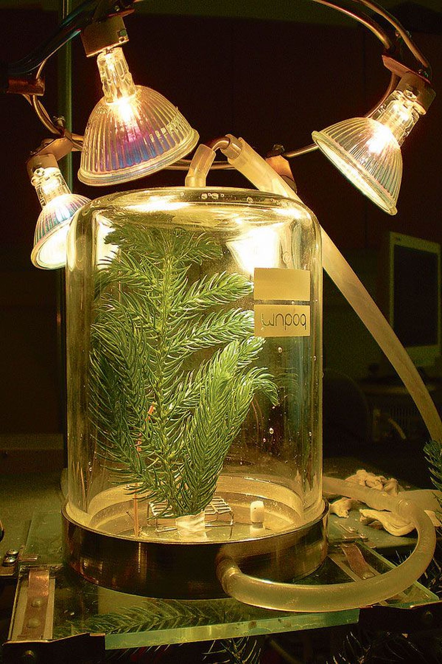 Näiteks viisid teadlased läbi katsed taimedega kasvukambrites, kus muudeti valgusrežiimi – valgus lülitati kord sisse ja 
teatud aja järel välja.