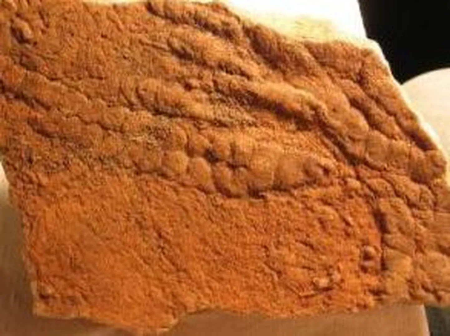 Funisia dorothea fossiil