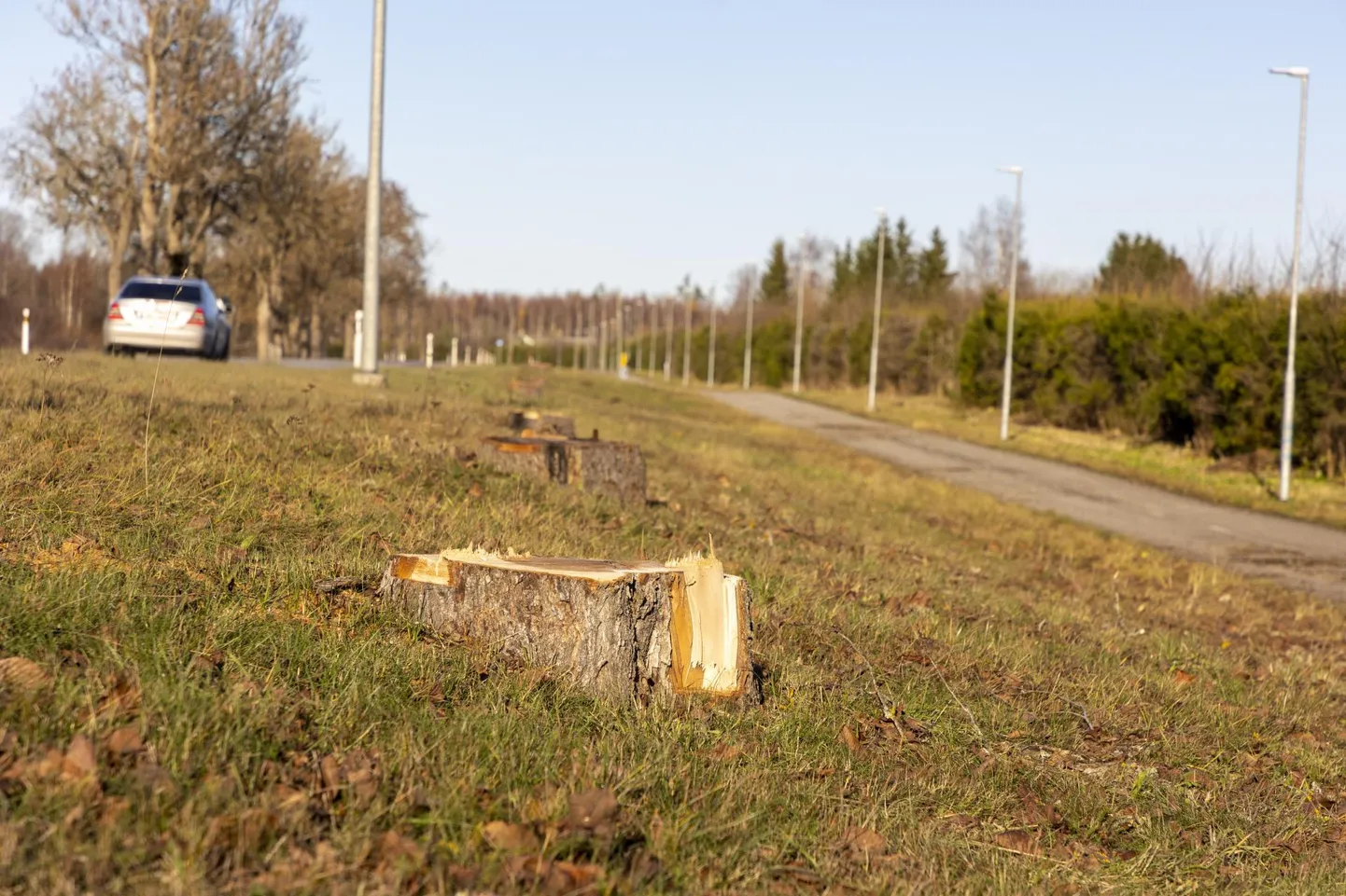 Roosna-Alliku mõisaalleel turritab paarkümmend värsket kändu ja sellega pole saetöö veel lõppenud.