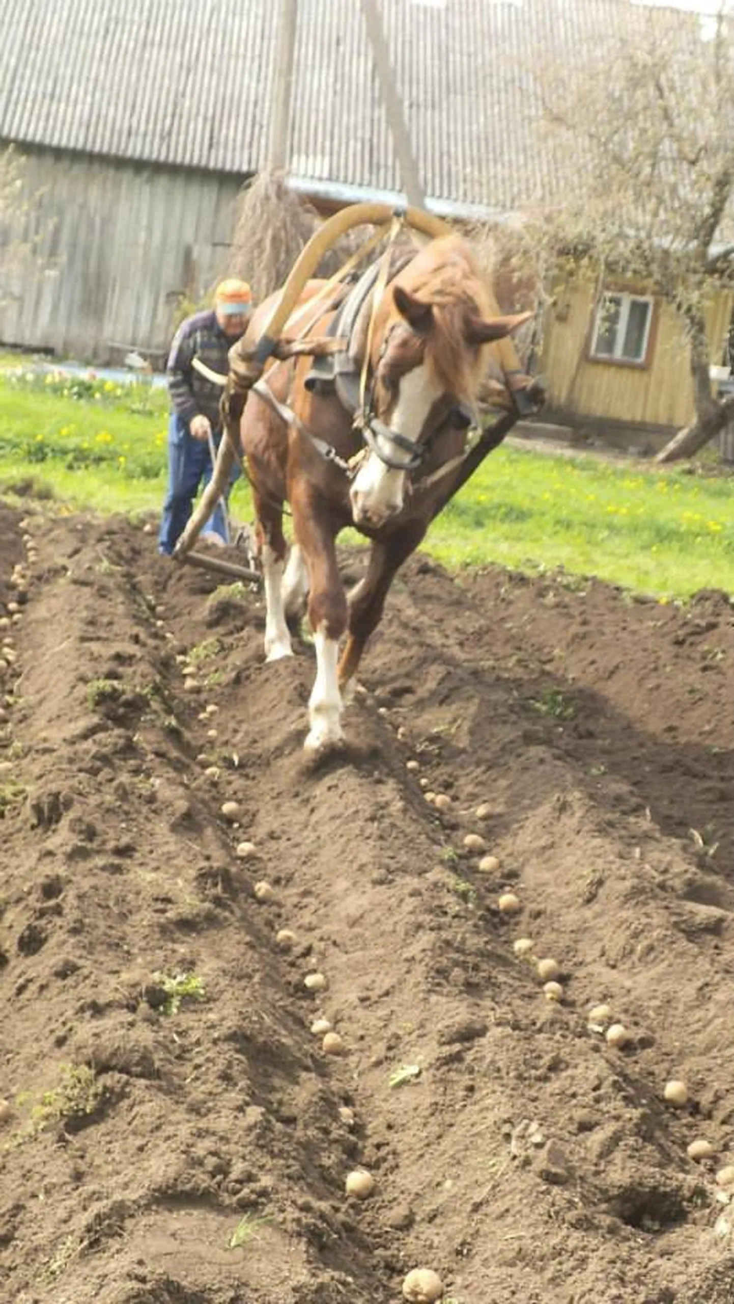 Peeter Nurmik hobusega Ame
