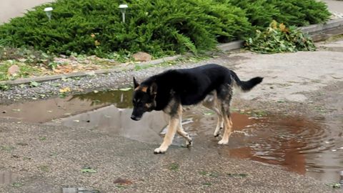 JUHTKIRI ⟩ Loomaomanikud peavad oma lemmikute eest vastutama hakkama
