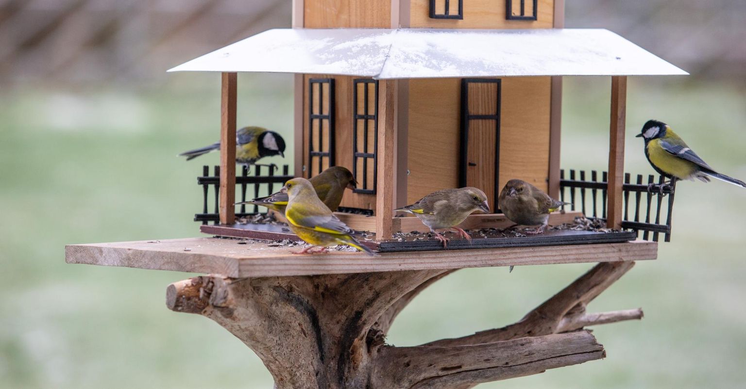 Teadlik linnusõber ei alusta lindude toitmisega enne püsivate külmade ja lumikatte saabumist.