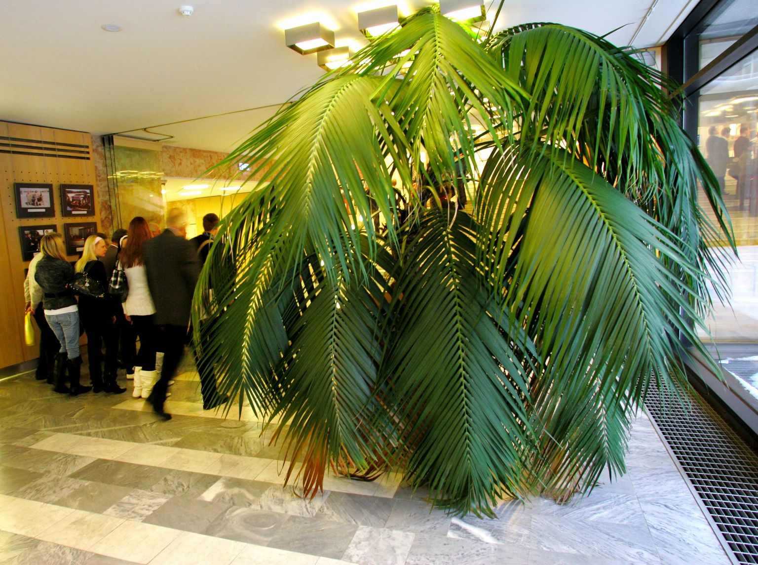 Mullu kodanikupäeval imestasid välisministeeriumis uudistamas käinud asutuse uhket palmi.