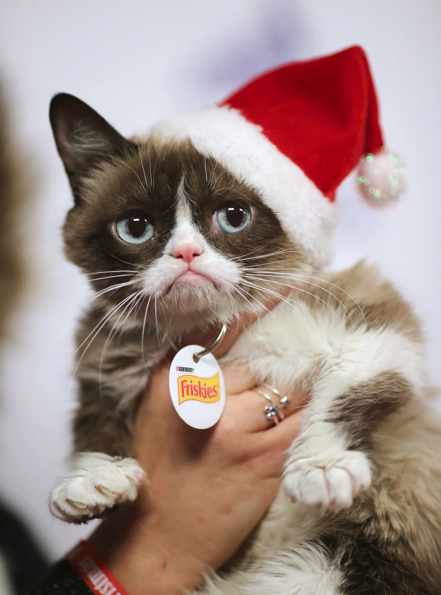 Grumpy Cat