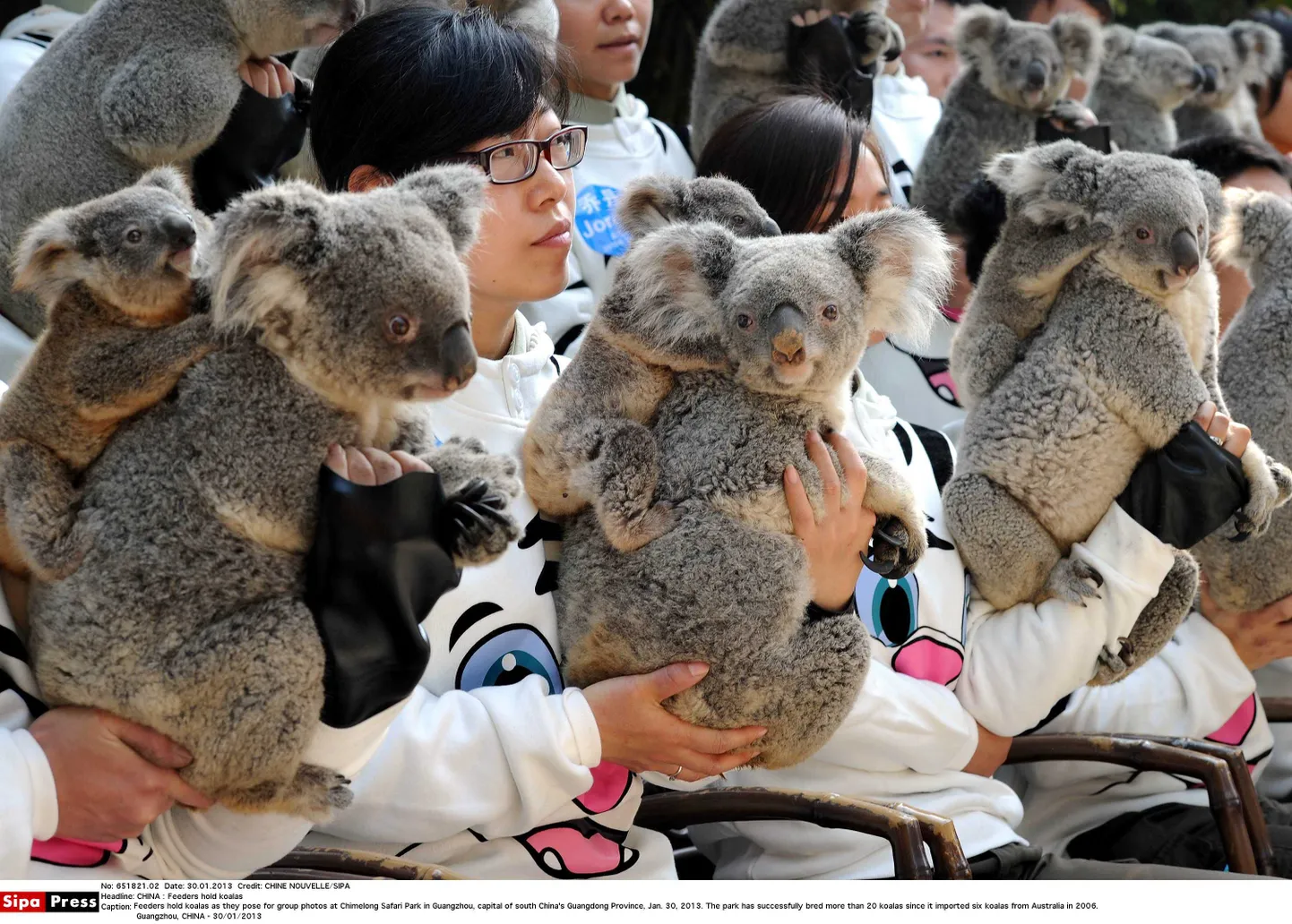 Групповой снимок коал и работников сафари-парка