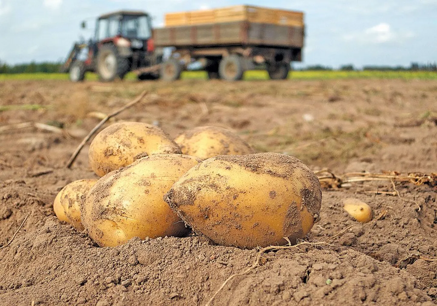 Уже второй год подряд Лембит Линк выращивает картофель под сеном.