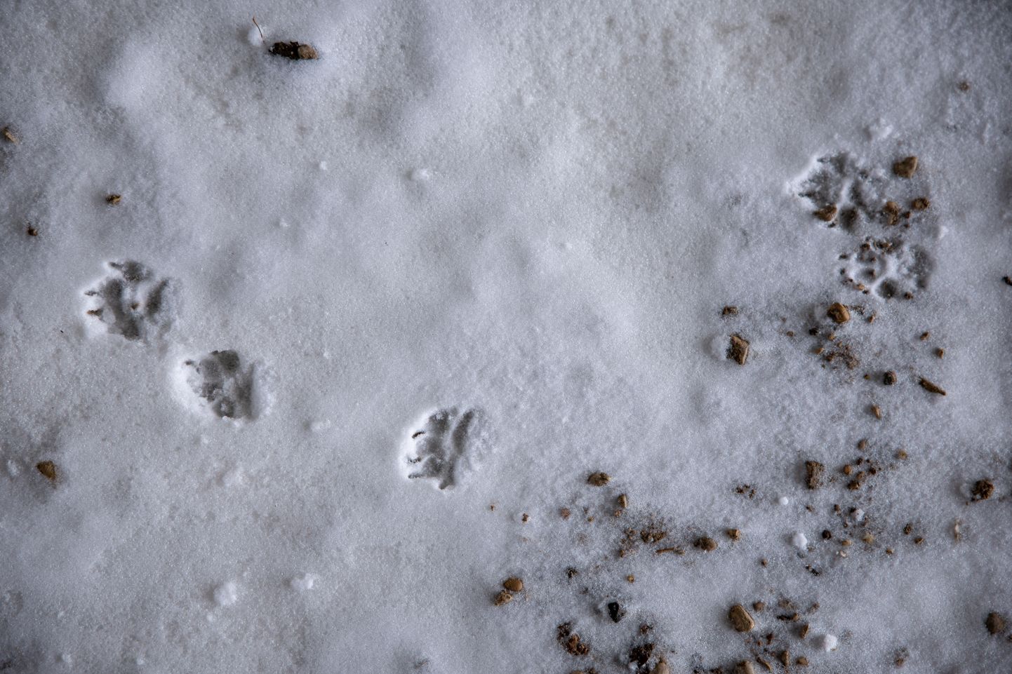 Следы животного на снегу.