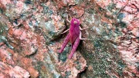 FOTO ⟩ Harjumaal püüti kaamera ette väga erilise välimusega rohutirts