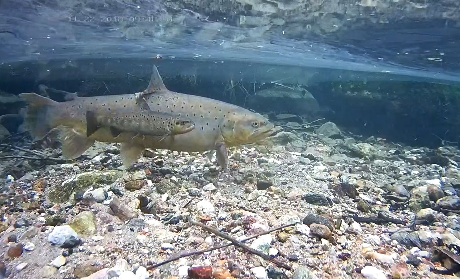 Jõeforellikaamera abil saab reaalajas jälgida nende põnevate kalade elu.