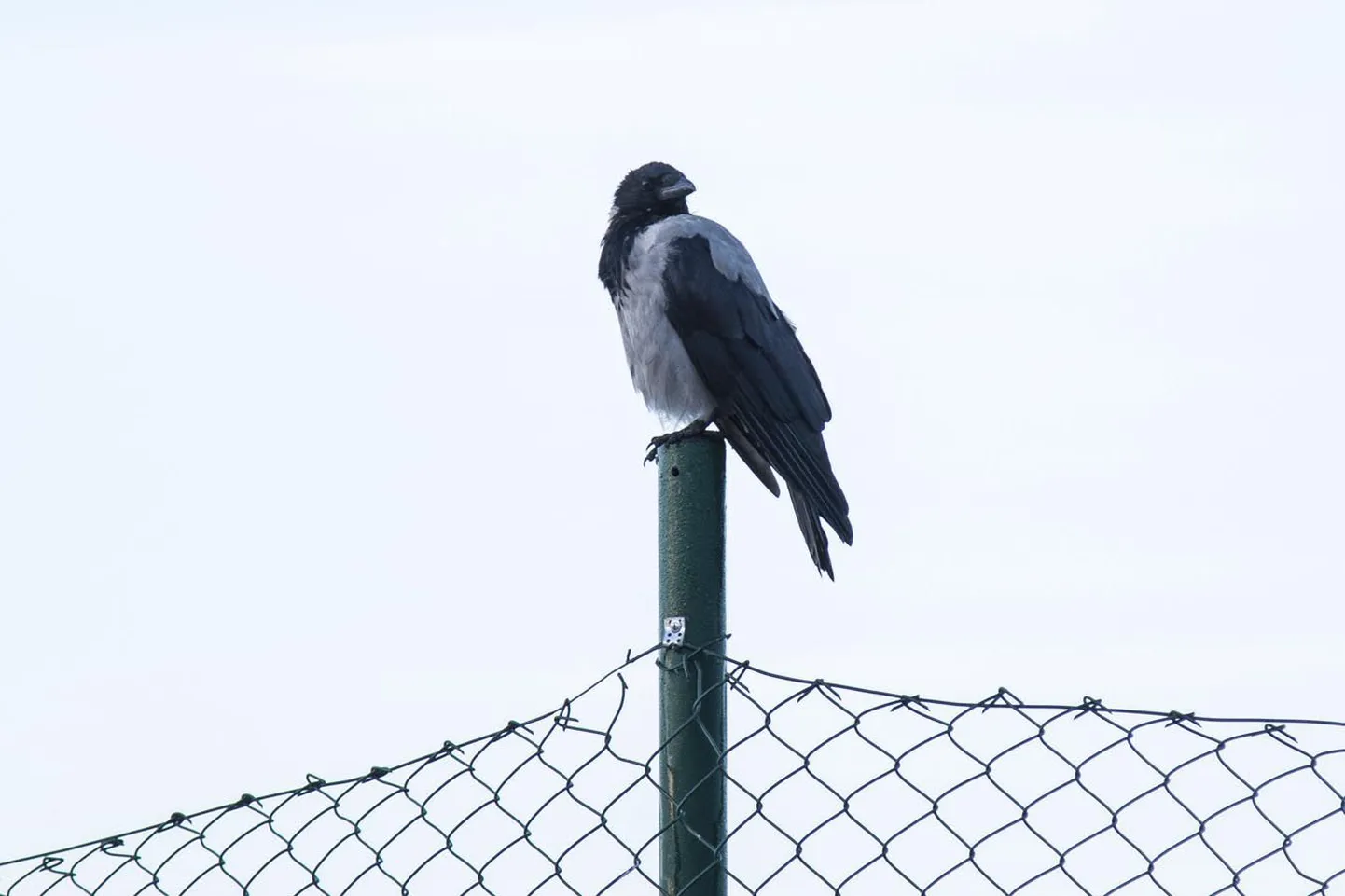 Euroopas on praegu levinud linnugripi viirustüvi H5N8. Sellele haigusele on vastuvõtlikud kõik linnud.