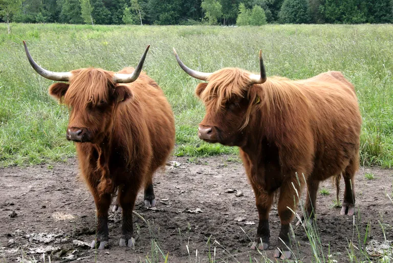 Шотландские коровы уже десять лет ухаживают за дубовой рощей Мяэтагузе.
