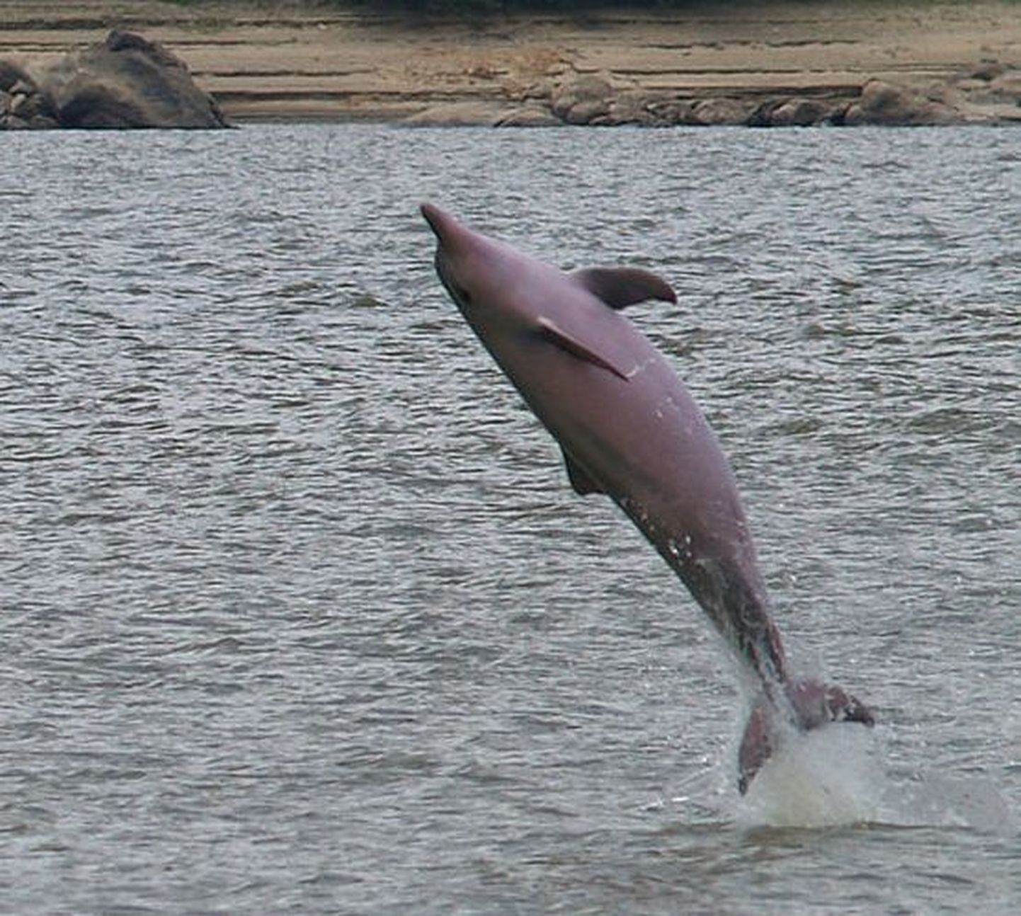 Sotalia guianensis delfiin