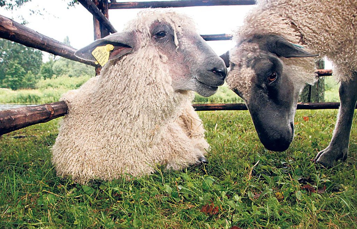 Teises kvartalis kasvas koduriigis 105 300 lammast ja kitse. Nende kasvatajad on ühinenud seltsi, millel on 166 liiget. Tavakohasel igasuvisel kokkusaamisel Kurgja talumuuseumis näidatakse oma kaunimaid loomi, vahetatakse villa lõnga vastu, pakutakse kitse- ja lambalihatooteid ning aetakse omavahel erialajuttu.