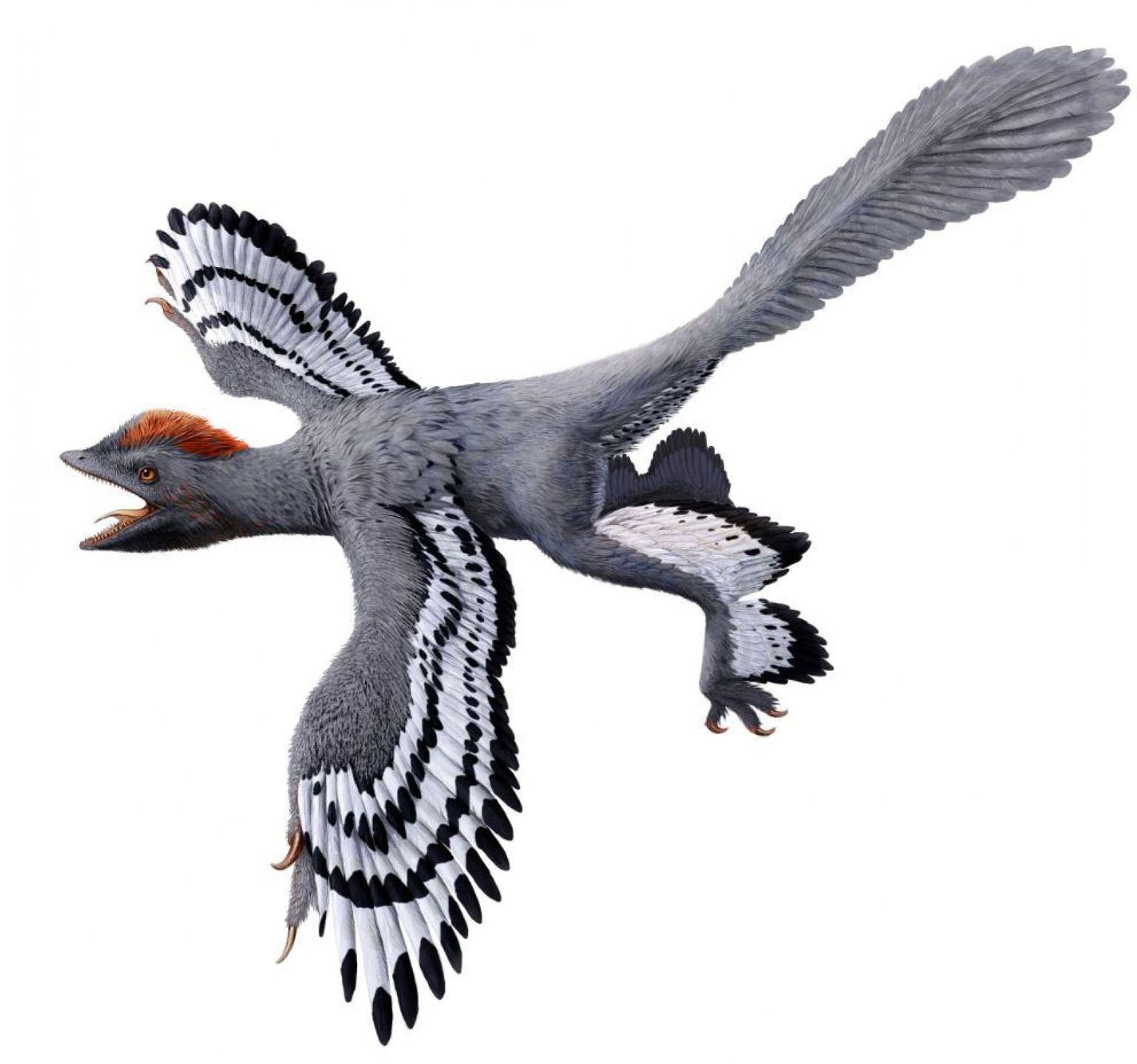 Kunstniku kujutis suliskattega linnulaadsest dinosaurusest Anchiornis'est.