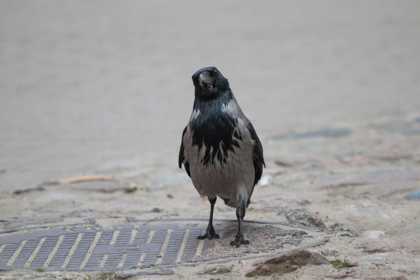 Pärnu kesklinna poodi jalutas laupäeva õhtul sisse ootamatu külaline. Foto on illustreeriv.