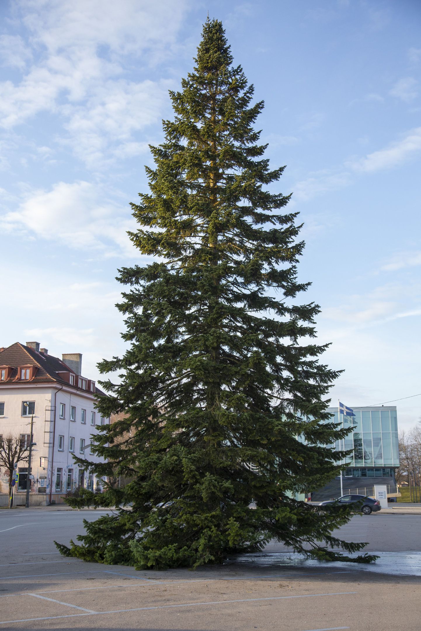 Helsingi on esimeseks neljast Läänemere rannikulinnast, mille jõulupuudest valmivad sellel aastal toonikud. Veel lähevad kasutusse ka Kuressaare, Pärnu ja Soome linna Loviisa jõulupuud.