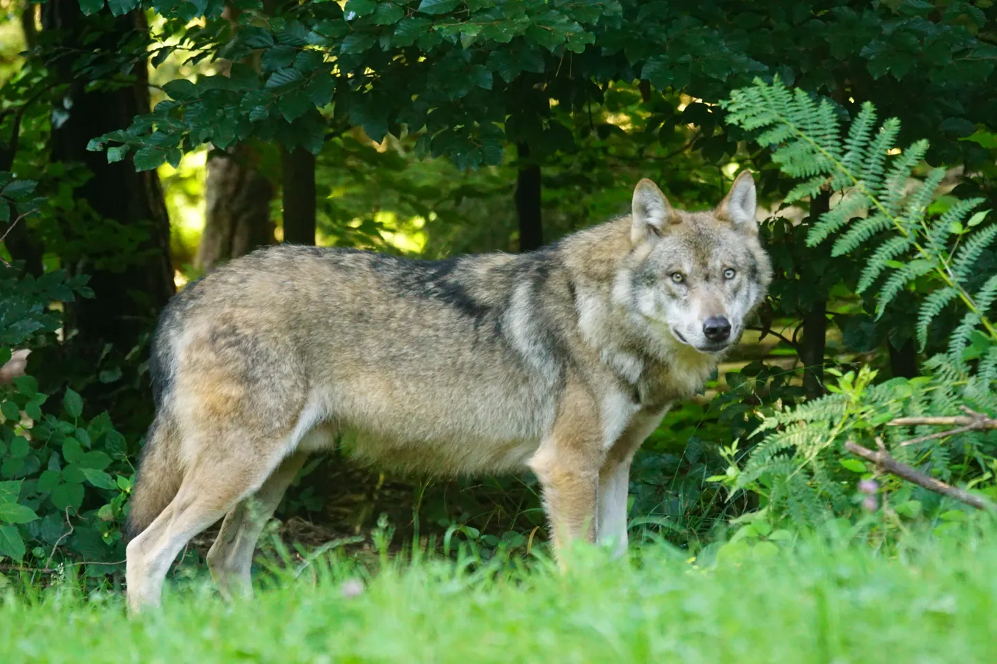 Hallhundid on Taanis üle 200 aasta uuesti kanda kinnitamas.
