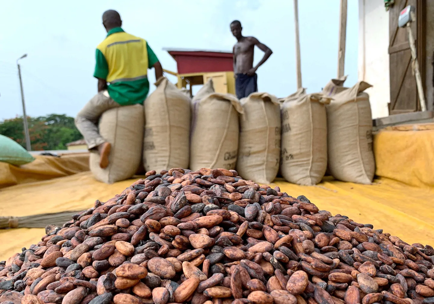 Kakaooad Ghana istanduses. Maailma suurimad kakaokasvatajad on Ghanas ja Elevandiluurannikul, kus toodetakse kokku 60 protsenti maailma kakaoubadest.